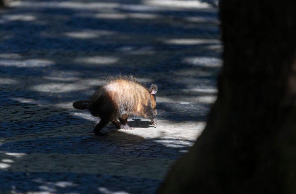 Aumento de Gambás em Joinville: O Que Isso Significa?