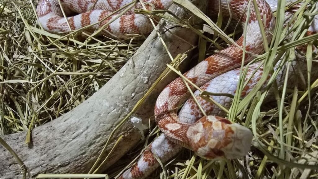 Tráfico de Animais em SC: Resgate e Prisões em Ação Policial