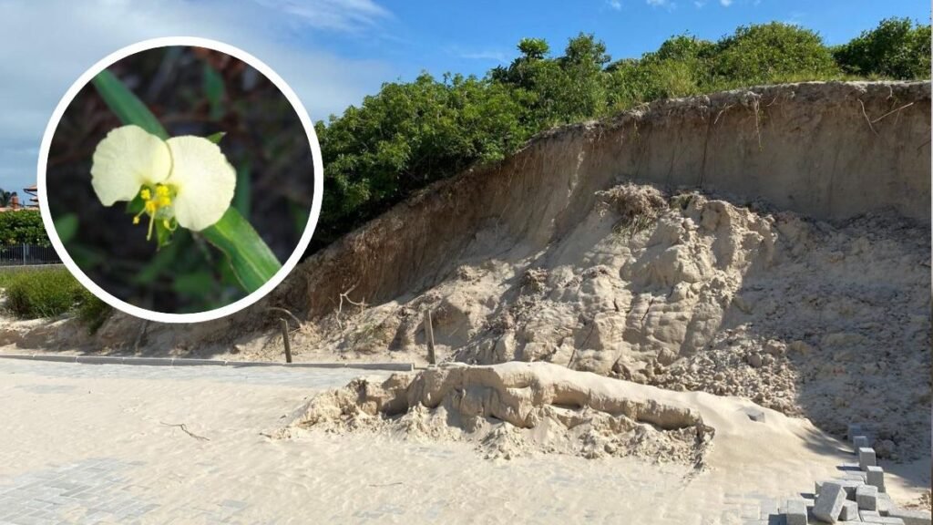 Ameaça à Flor Rara de SC e Seus Impactos Ambientais