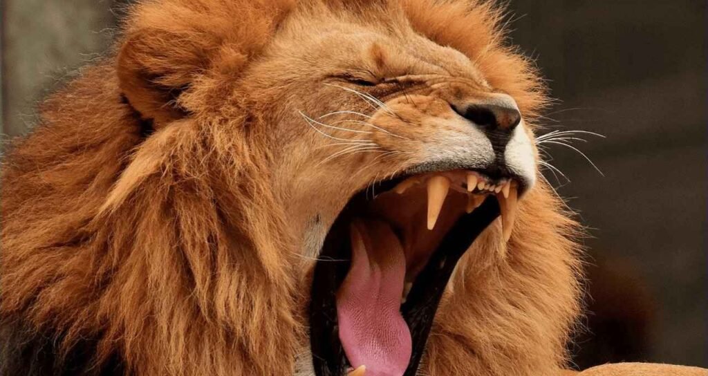 Atualização de Valores de Imóveis e Veículos no IR: O Que Mudou?