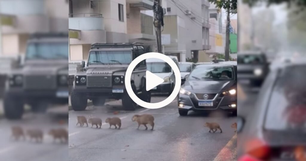 Encanto das Capivaras em Tubarão: Um Olhar sobre a Natureza
