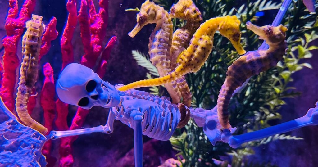 Halloween no Aquário de Balneário Camboriú: Atração e Investimento