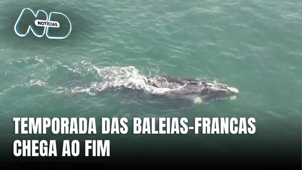 Fim da Temporada de Baleias-Francas em Santa Catarina: O Que Esperar?