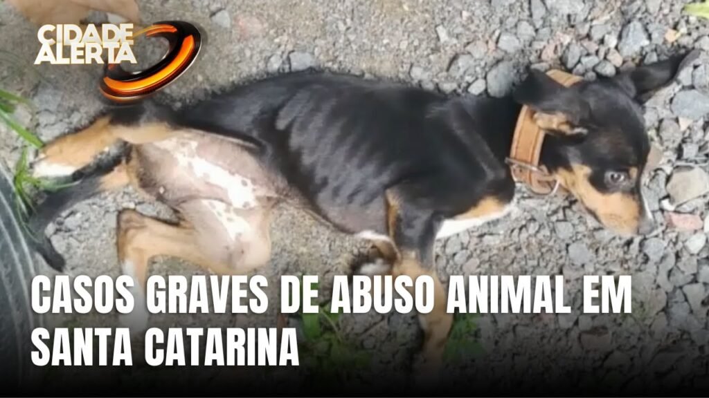 Crueldade Animal em SC: Casos Chocantes e Ações Necessárias