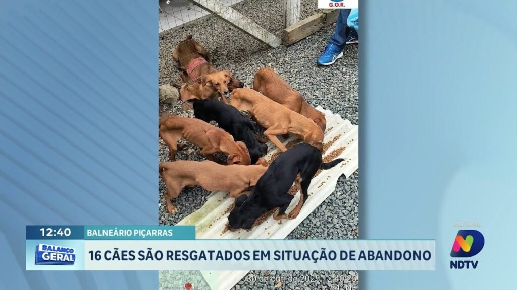 Resgate de cães em Balneário Piçarras: um apelo à conscientização