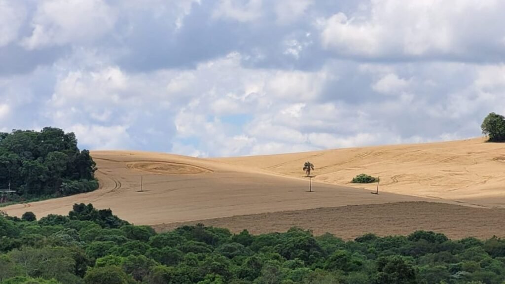 Mistérios em Ipuaçu: Agroglifo Intriga Moradores e Investidores
