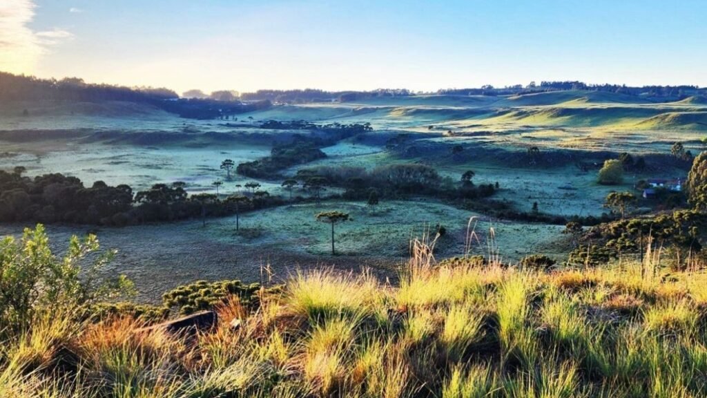 Impacto da Geada na Serra de SC: Oportunidades para Investidores