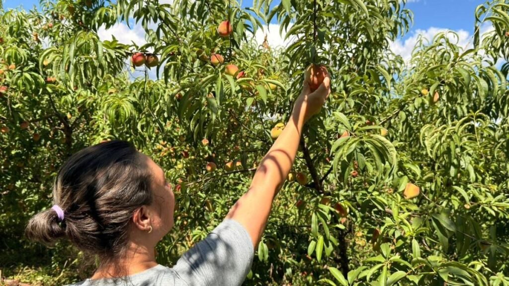 Experiência 'Colha e Pague' em Lajeado Grande, SC