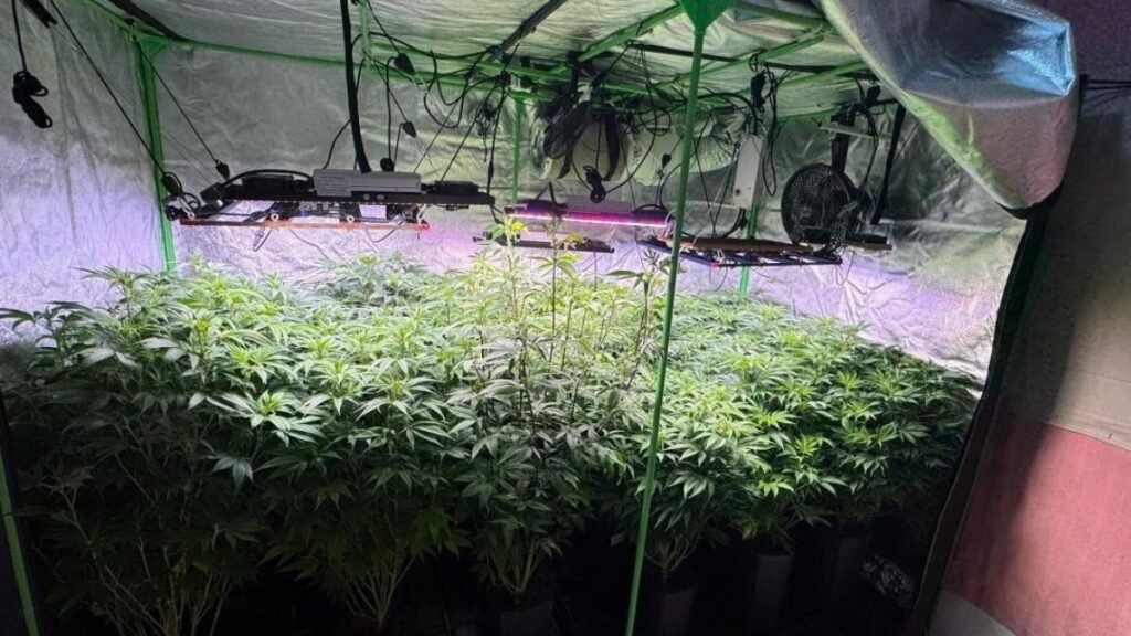 Impactos do Tráfico de Drogas no Mercado Imobiliário em Joinville