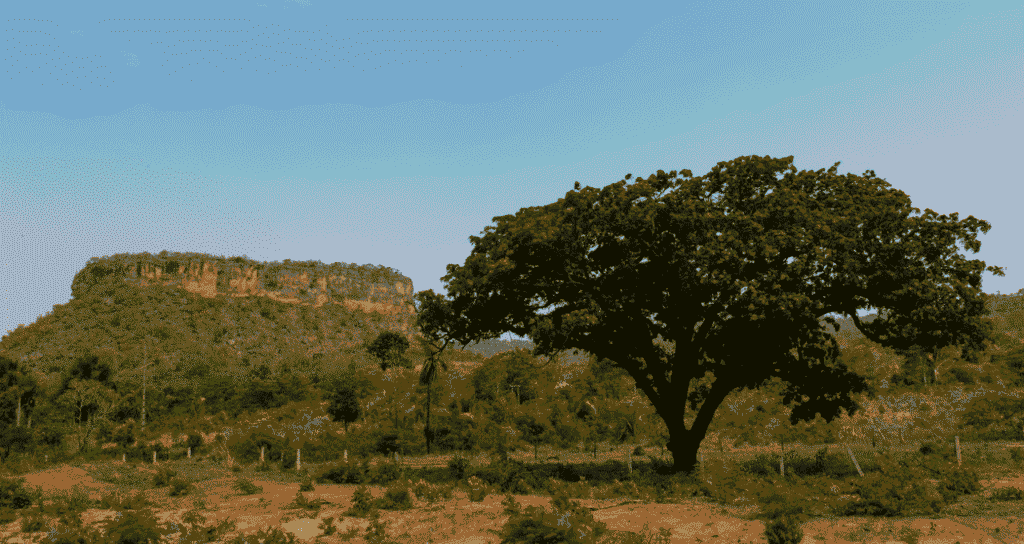 Venda de Fazenda no Tocantins: Impactos para Investidores