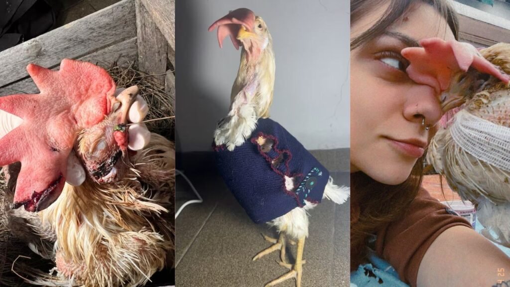 Abusos na Indústria de Ovos: O Caso de Akira