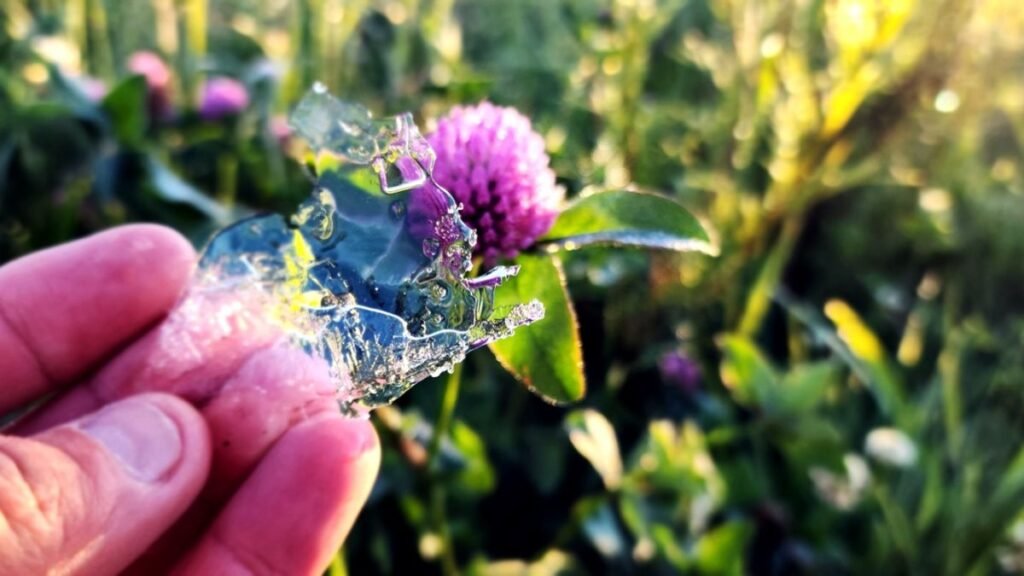 Clima em Santa Catarina: Geada e Calor em um Só Dia