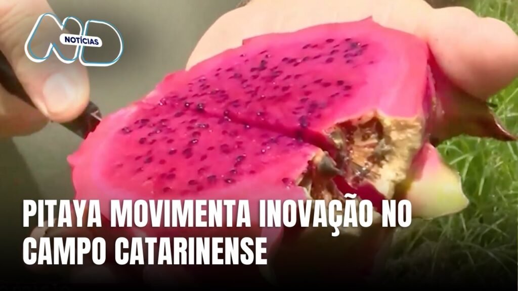Pitaya e o Futuro da Fruticultura em Santa Catarina
