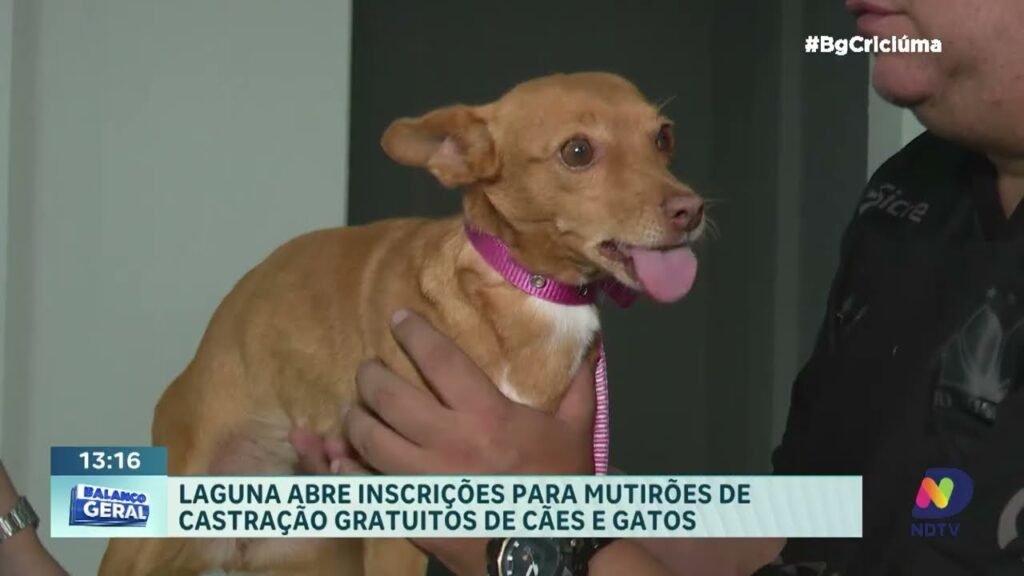 Castrar é Preciso: Mutirões Gratuitos em Laguna