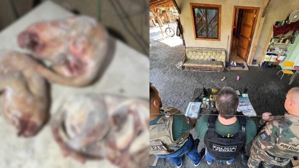 Venda ilegal de carne silvestre em SC: operação desmantela esquema