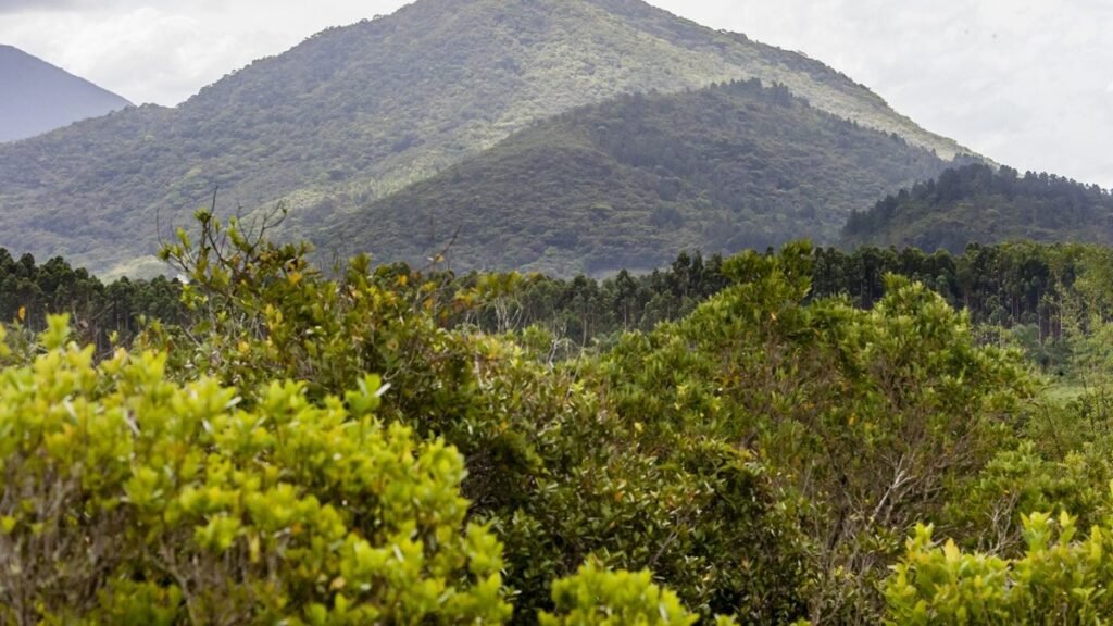 Mobilização contra espécies invasoras no Parque da Serra