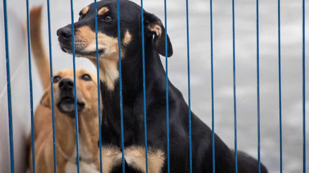 Hospital Veterinário Gratuito em Florianópolis: O Que Esperar