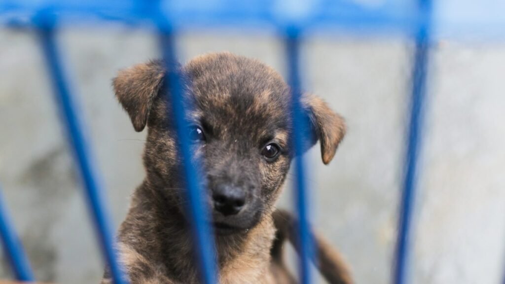 Proposta de Lei em SC Pode Transformar Adoção de Animais