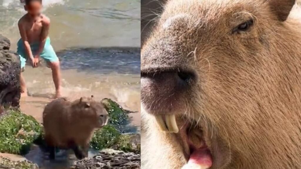 Capivaras em Balneário Camboriú: Riscos e Cuidados para Visitantes