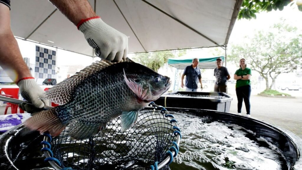Impacto da proibição da tilápia do Vietnã em SC