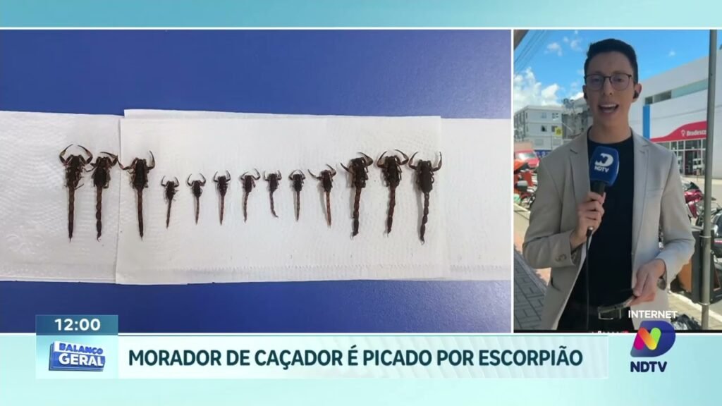 Cuidado com escorpiões: aumento de casos em Santa Catarina