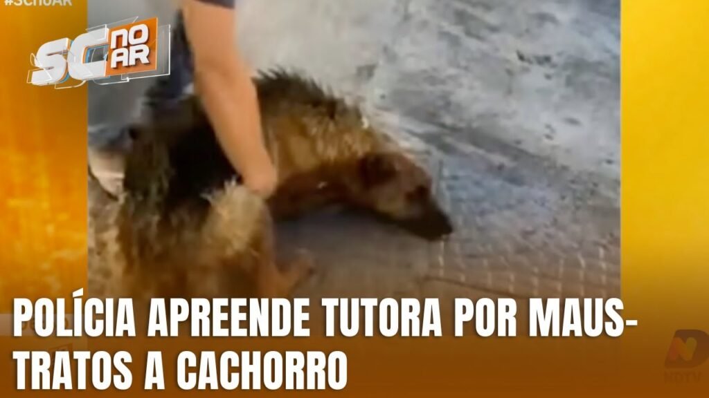 Resgate de cão em Orleans: um alerta sobre maus-tratos