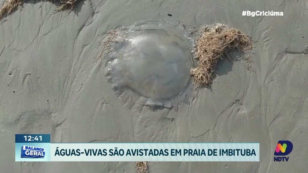 Aumentos de águas-vivas: impacto no turismo e imóveis em SC