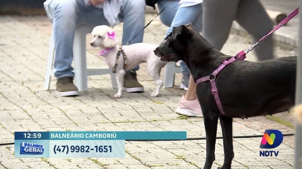 Mutirão de Castração em Balneário Camboriú: Inscrições Abertas