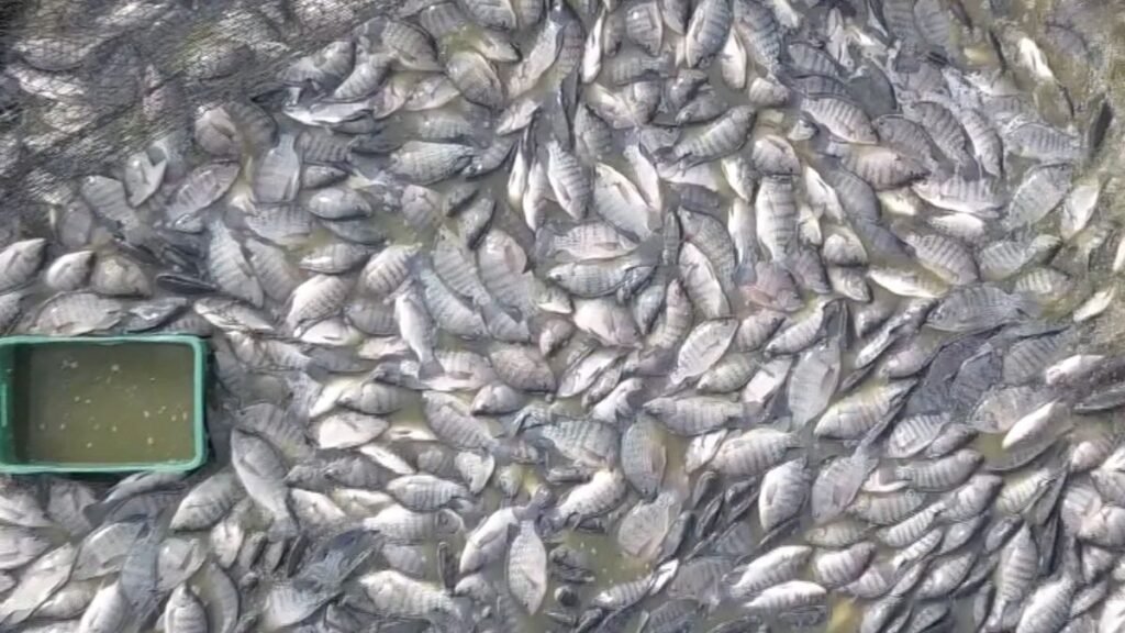 Impactos da Proibição da Tilápia do Vietnã em SC