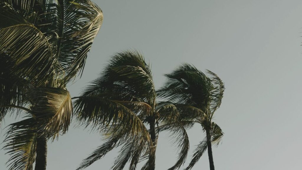 Previsão do Tempo em Santa Catarina para o Ano Novo