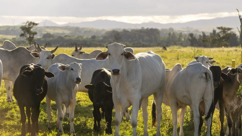 Certificação Sanitária: Impactos na Pecuária de SC
