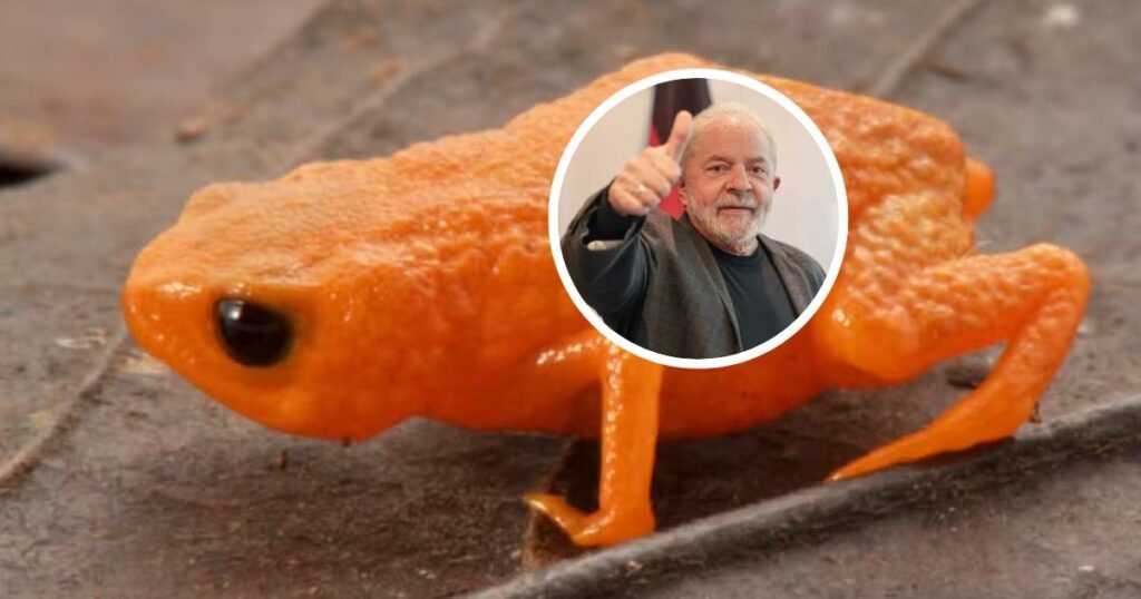 Nova descoberta em SC: sapo raro encanta cientistas