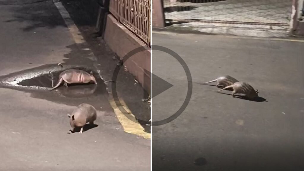 Animais Silvestres Encantam Moradores em SC