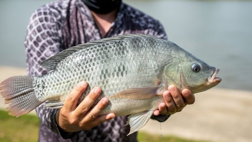 Pesca Esportiva em SC: Tilápia Grátis em Promoção Inusitada